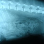 Veterinary Radiology