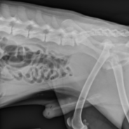 Veterinary Radiology