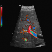 Veterinary Radiology