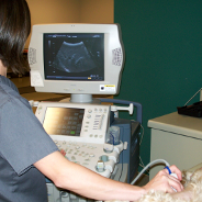 Veterinary Radiology